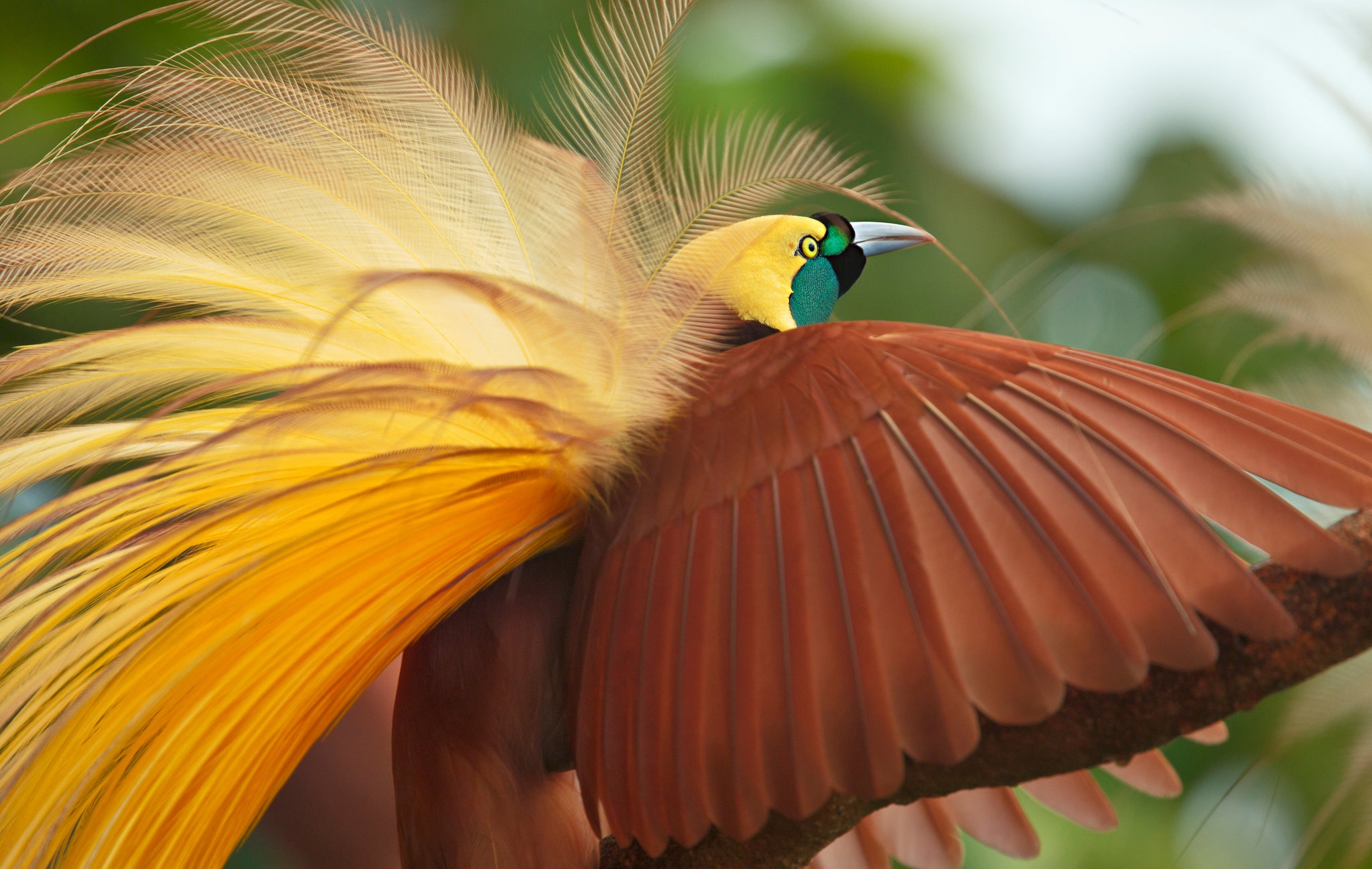 30BEAUTYJP1-superJumbo